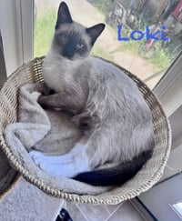 Wanda BONDED with Natasha - Photo 3