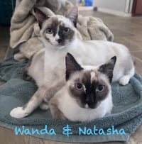 Wanda BONDED with Natasha - Photo 2
