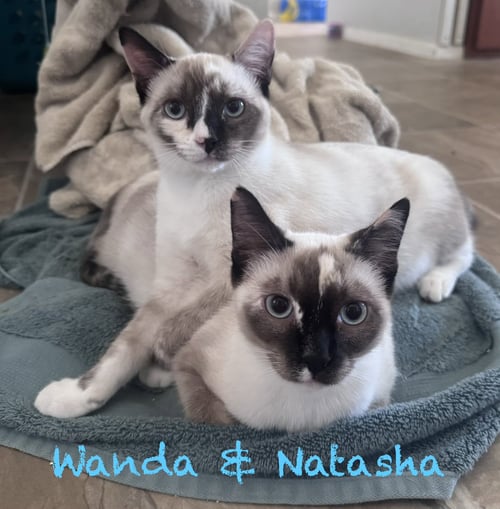 WANDA BONDED WITH NATASHA - Siamese available for adoption