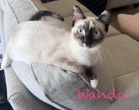 Wanda BONDED with Natasha - Photo 1