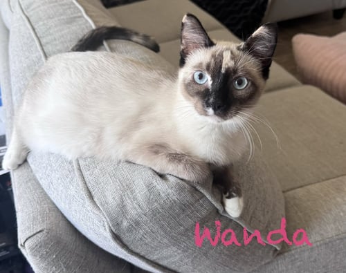 WANDA BONDED WITH NATASHA - Siamese available for adoption