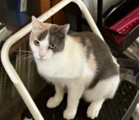 Freya - Photo 2
