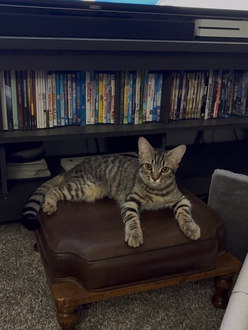 ADDISON - Domestic Short Hair / Tabby available for adoption