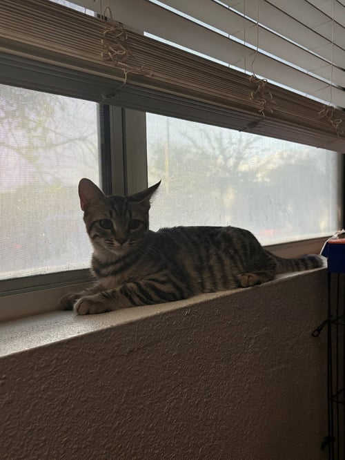 ADDISON - Domestic Short Hair / Tabby available for adoption
