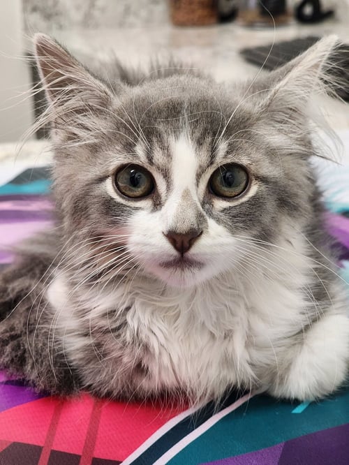 FINNY - Maine Coon / Tabby available for adoption