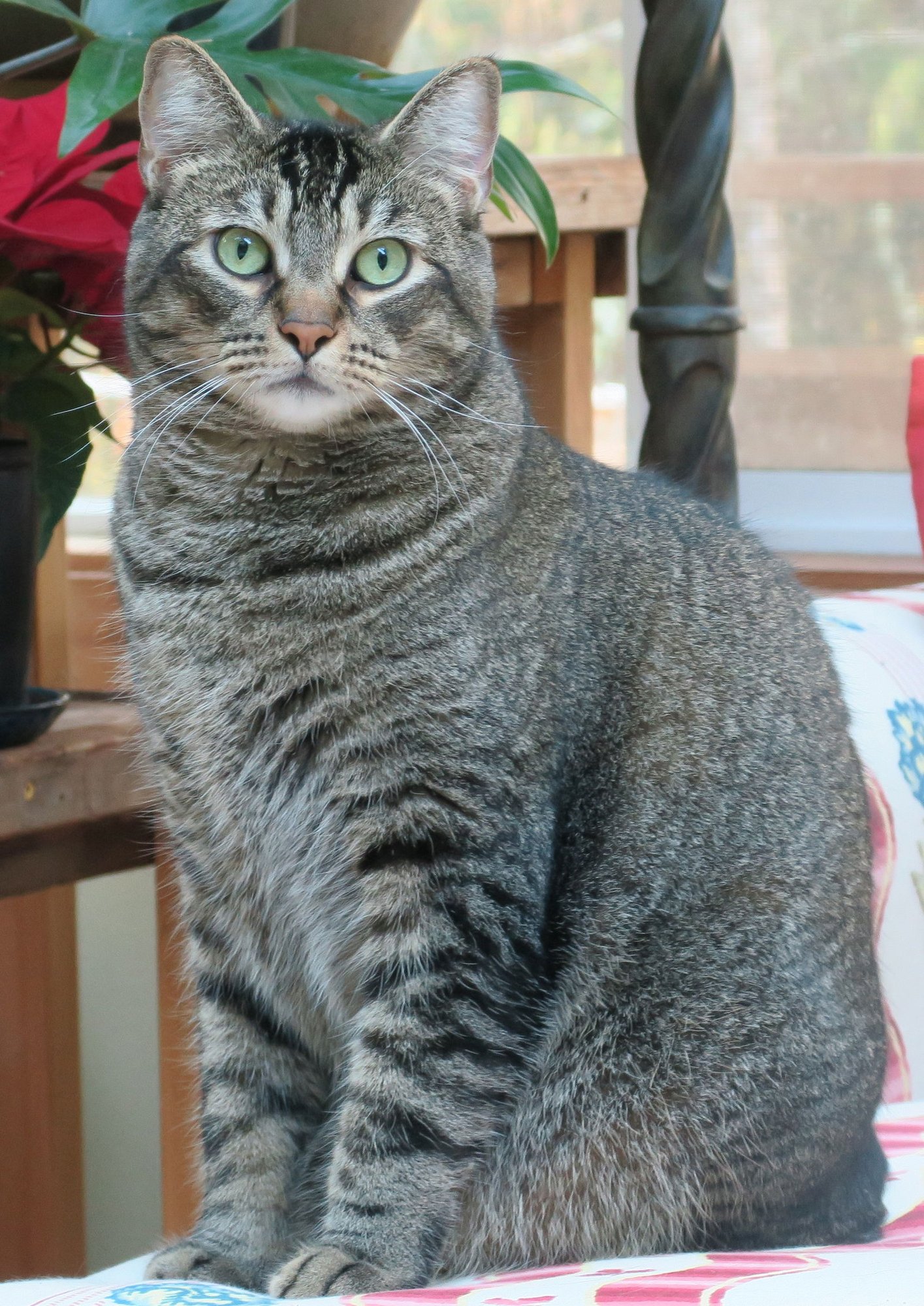 LOU - Abyssinian / Tabby available for adoption