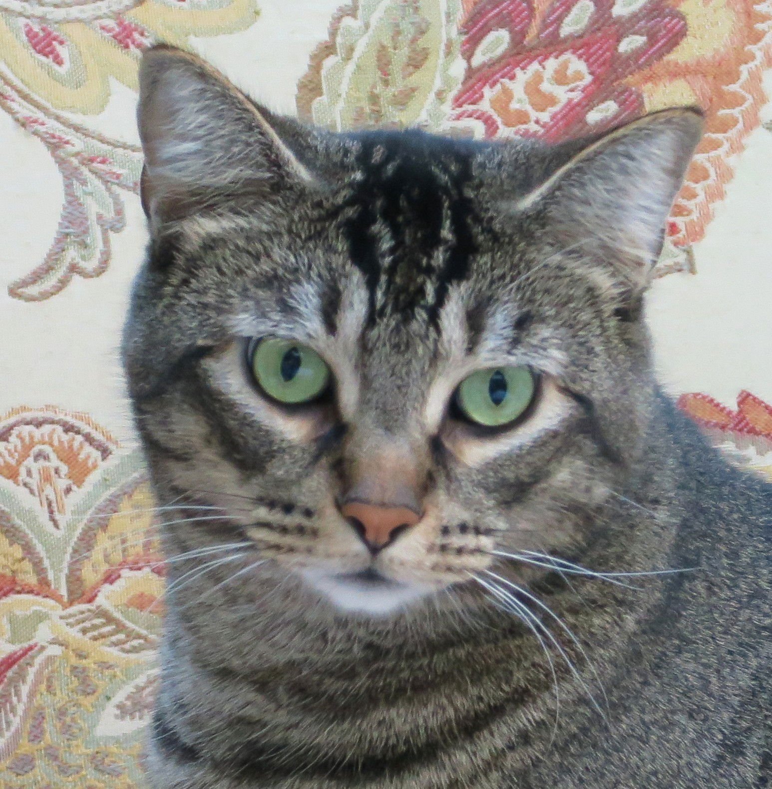 LOU - Abyssinian / Tabby available for adoption