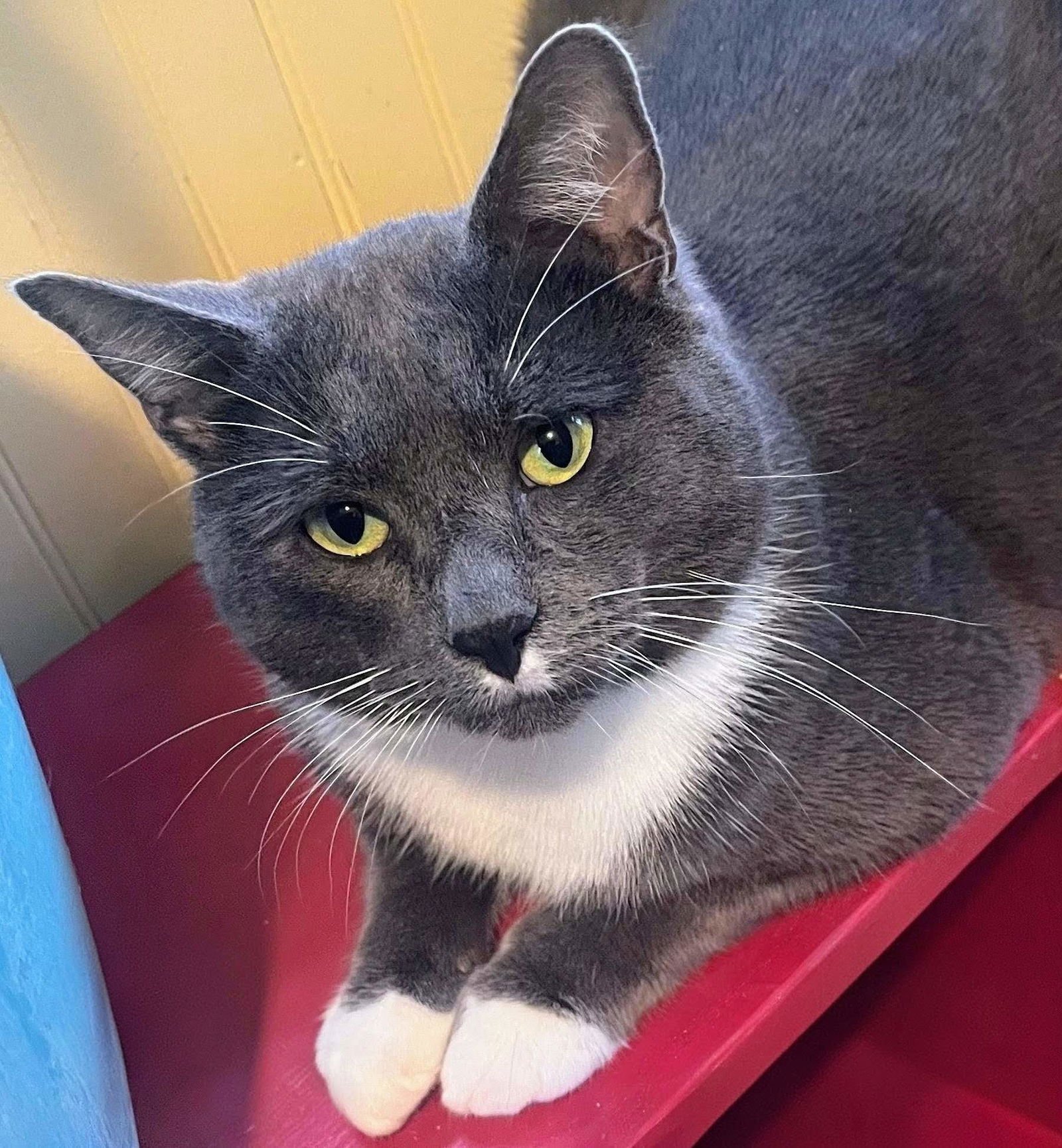 WAYLON - Russian Blue / American Shorthair available for adoption