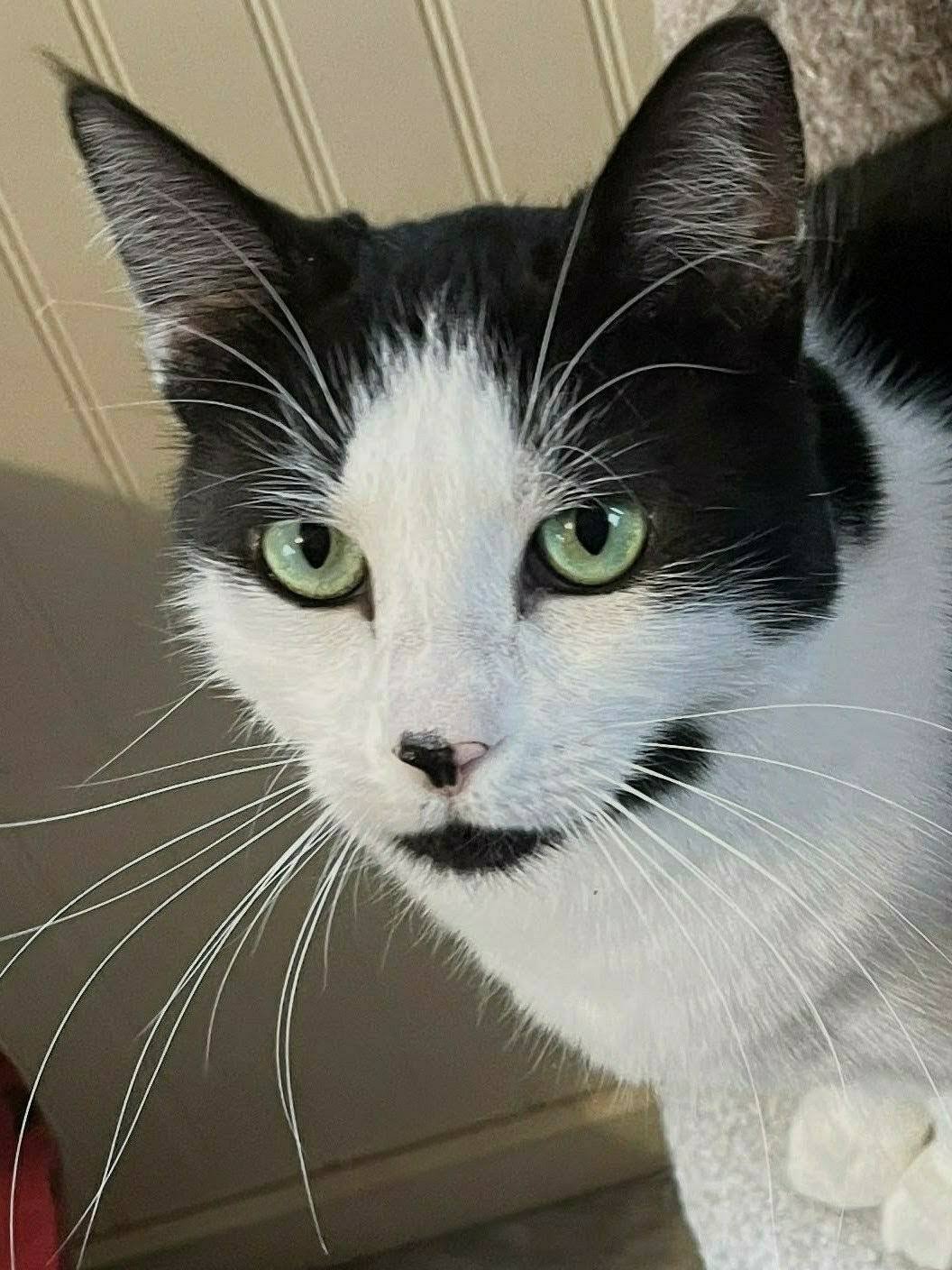 RAMONA - Domestic Short Hair available for adoption