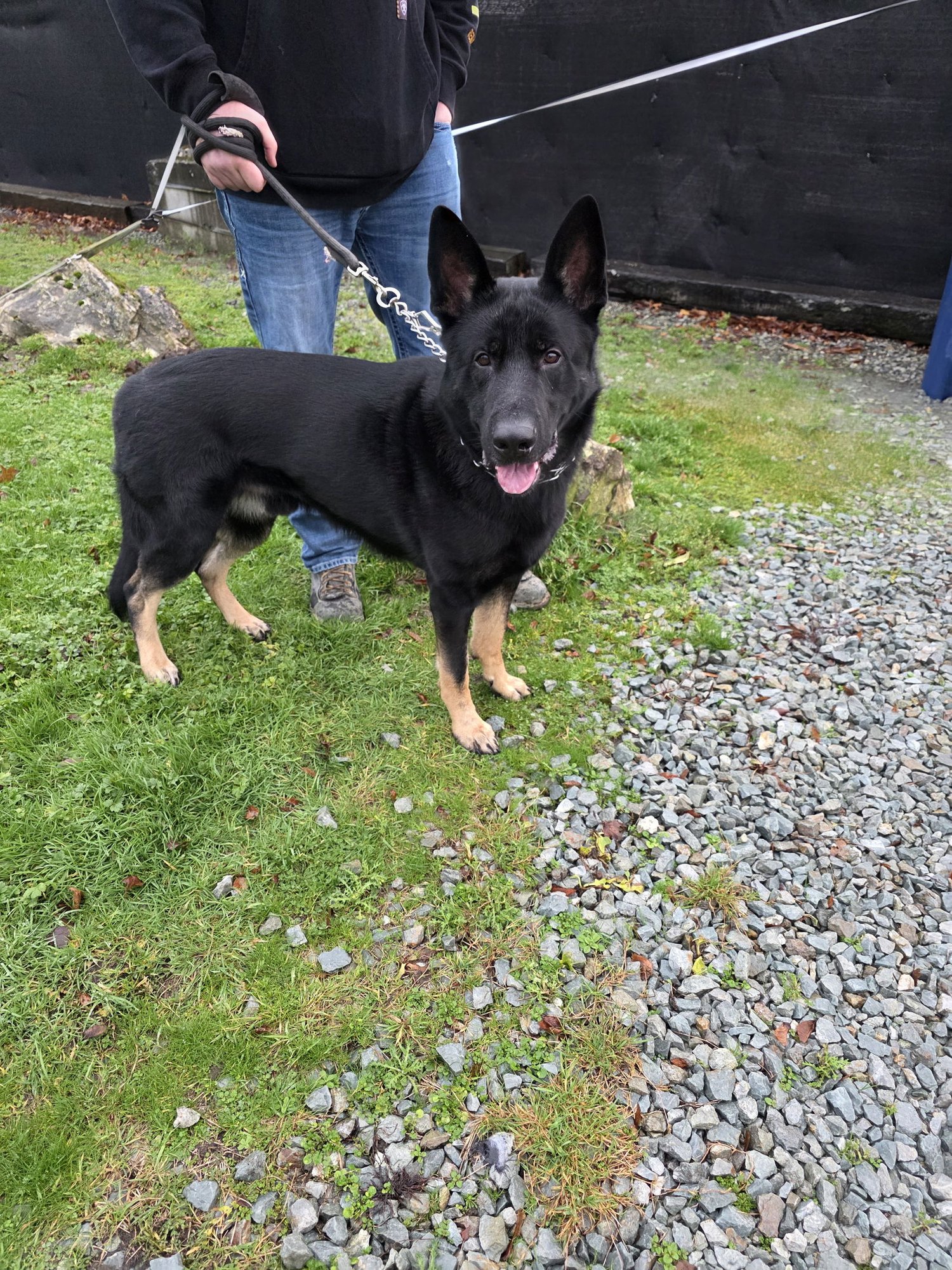 ODIN - German Shepherd Dog available for adoption