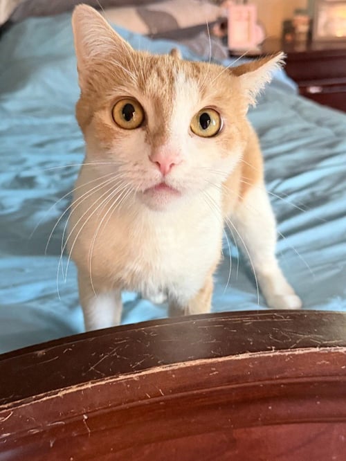 ROXANNE - Domestic Short Hair available for adoption