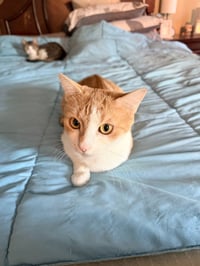 Roxanne - Photo 3
