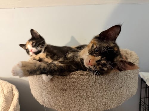 LOTTIE - Domestic Short Hair available for adoption