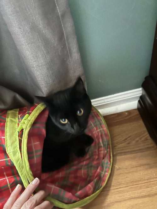 TAYLOR WEDNESDAY - Domestic Short Hair available for adoption