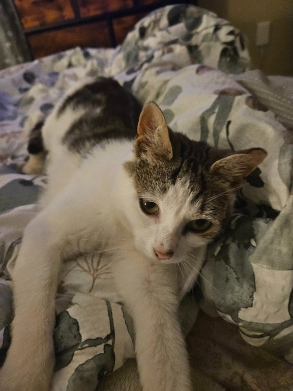 Pixie aka Squeakers Image