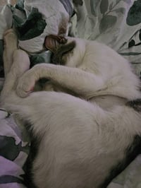 Pixie aka Squeakers - Photo 3