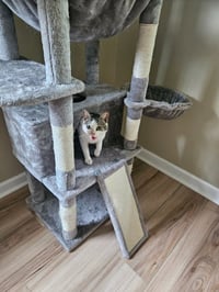 Pixie aka Squeakers - Photo 4