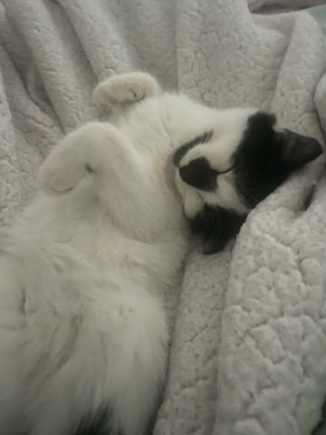 REBECCA - Domestic Short Hair available for adoption