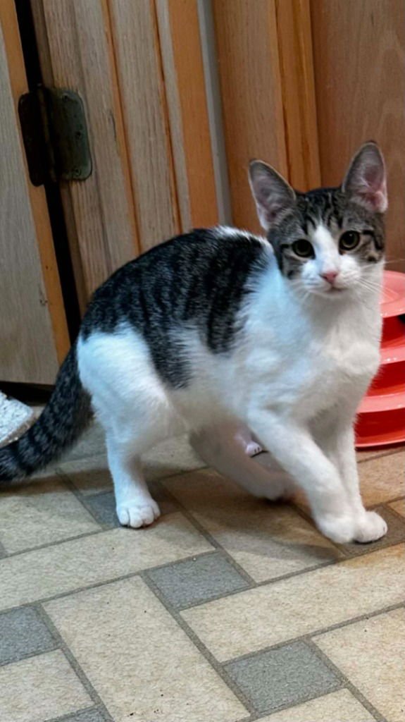 PRINCESS - Domestic Short Hair available for adoption