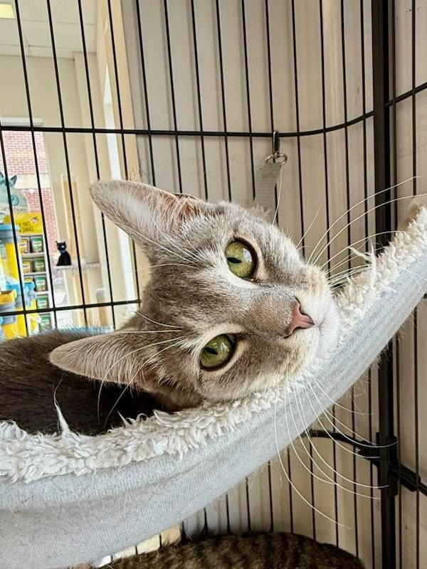 ROSIE - Domestic Short Hair available for adoption