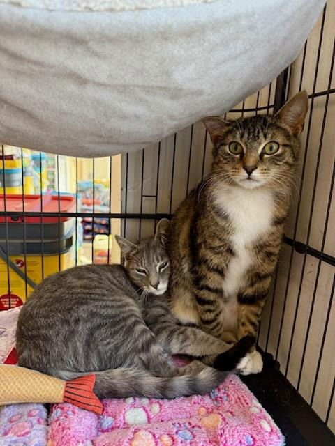 ROSIE - Domestic Short Hair available for adoption