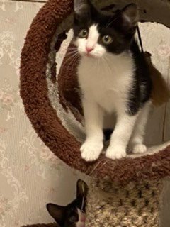 DILL - Domestic Short Hair available for adoption