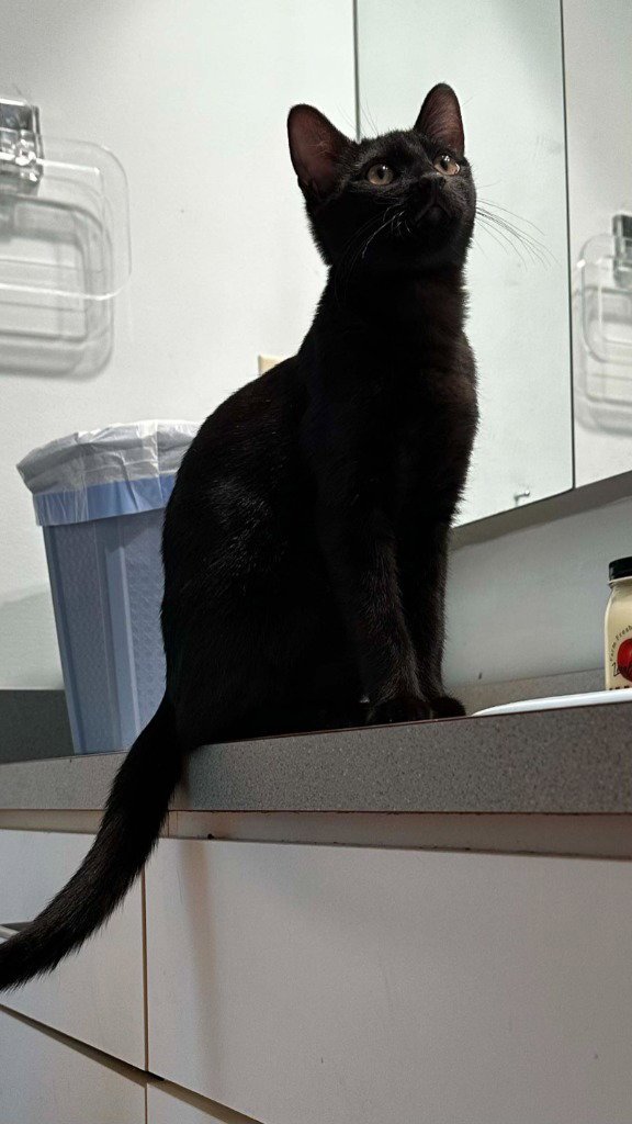 SILKY - Domestic Short Hair available for adoption