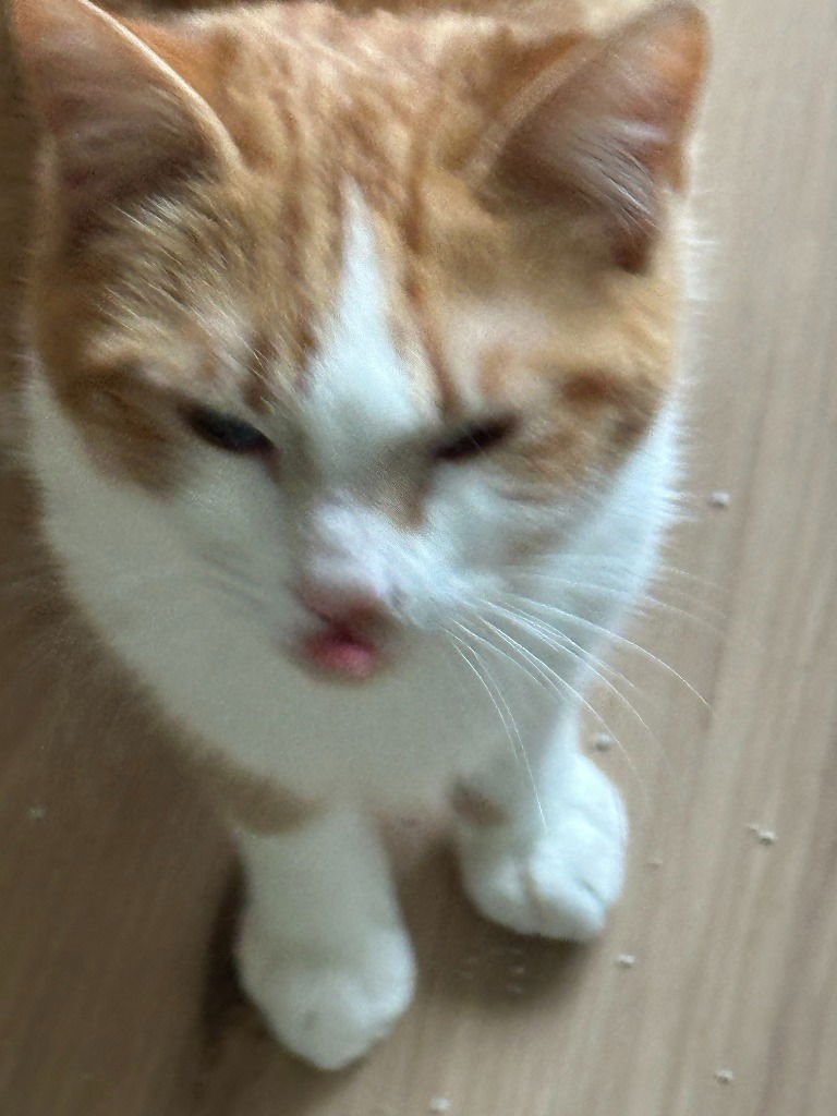 BUDDY - Domestic Short Hair available for adoption