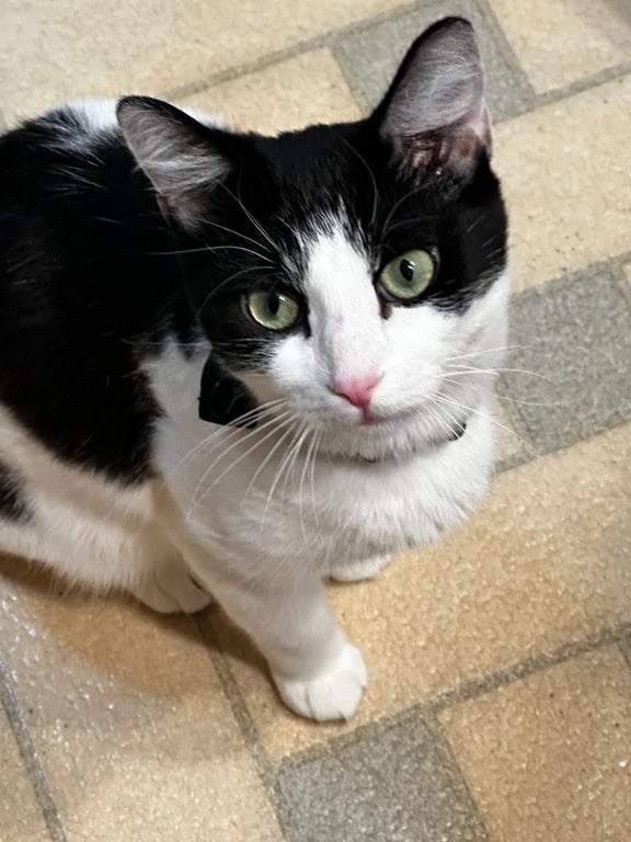 Mama Katt Image