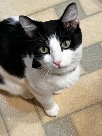 Mama Katt - Photo 1