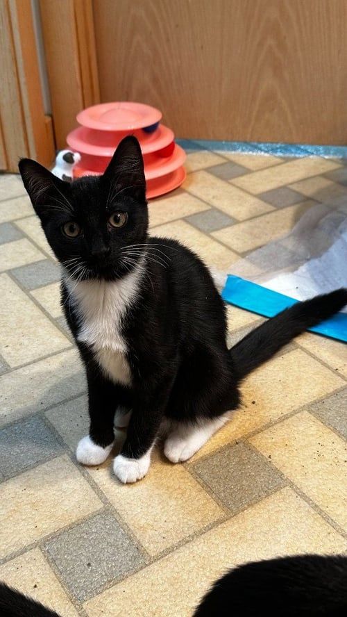 FUZZ - Domestic Short Hair available for adoption