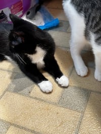 Fuzz - Photo 4
