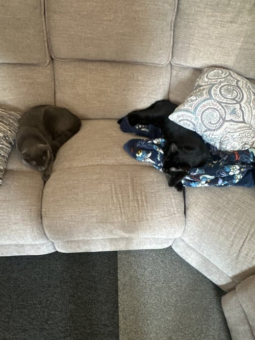 CHARLIE - Domestic Short Hair available for adoption