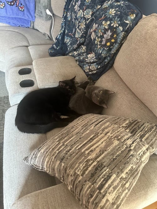 CHARLIE - Domestic Short Hair available for adoption