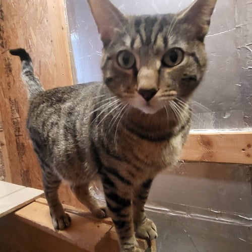 RONAN (FKA MR. MOM) - Domestic Short Hair available for adoption