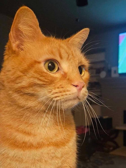 MAX - Domestic Short Hair available for adoption