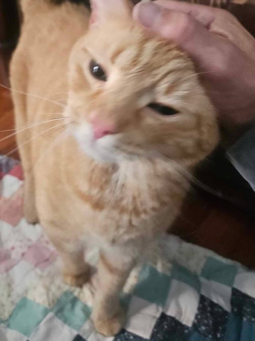 MAX - Domestic Short Hair available for adoption