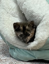 Hazel - Photo 2