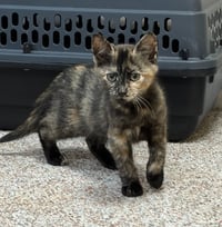 Hazel - Photo 4