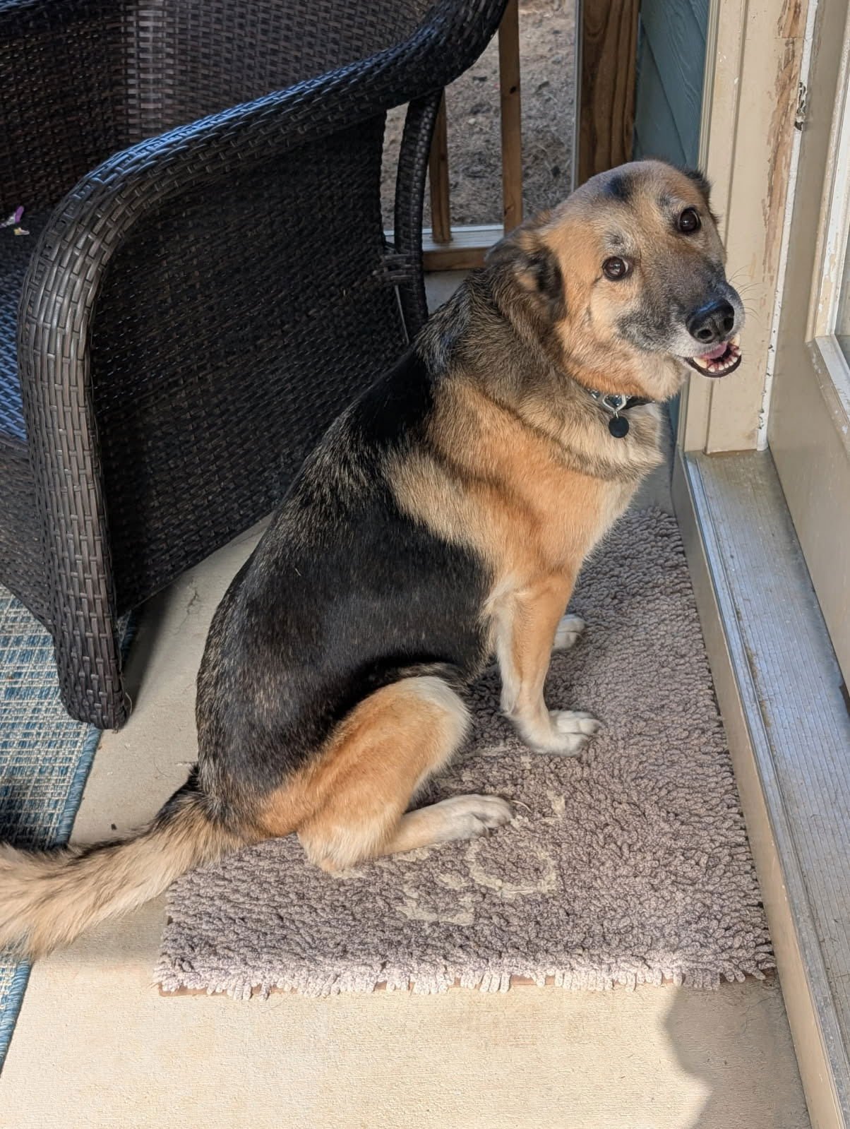 Nina - Adoption Pending - Photo 1