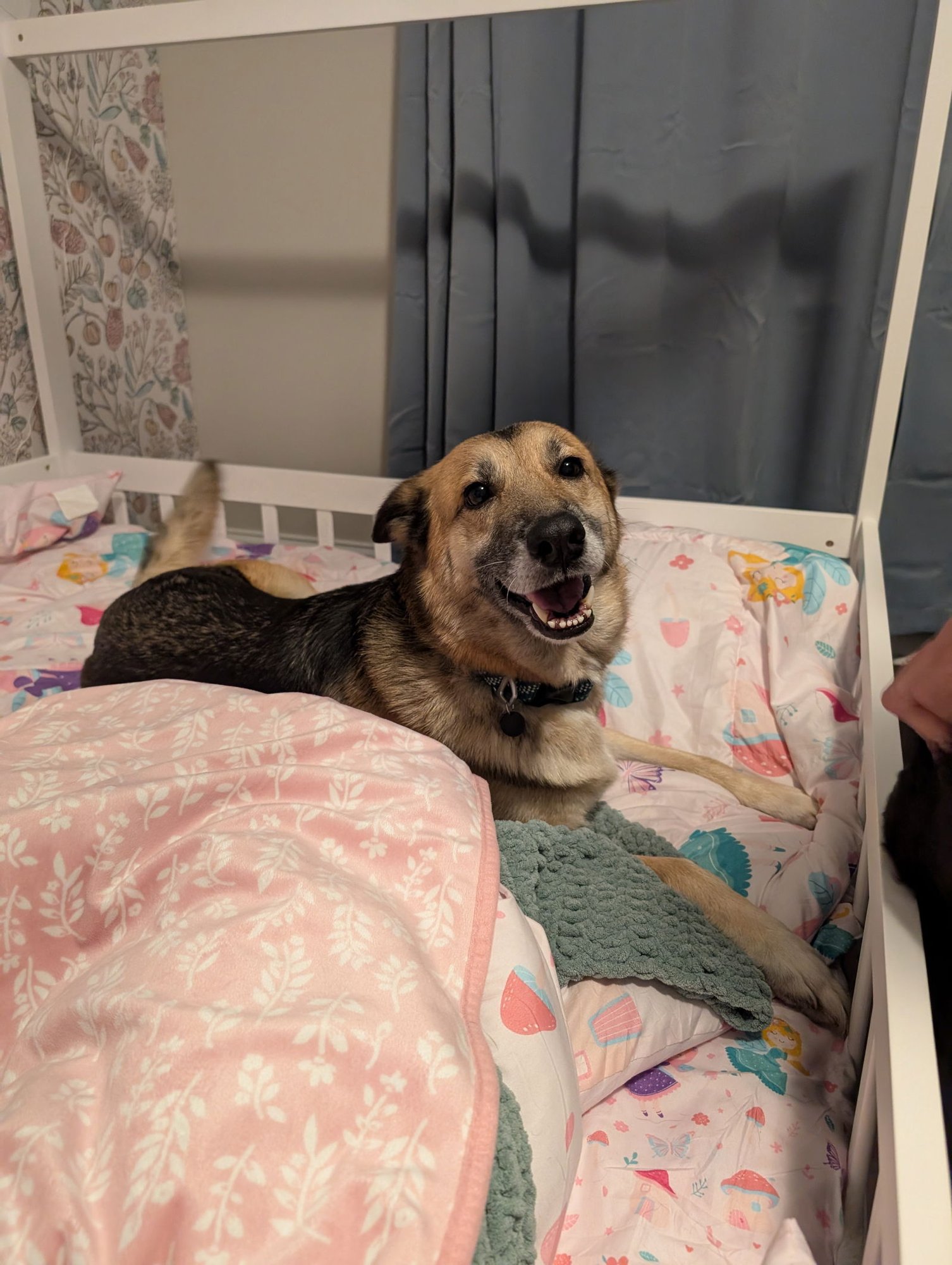 Nina - Adoption Pending - Photo 2