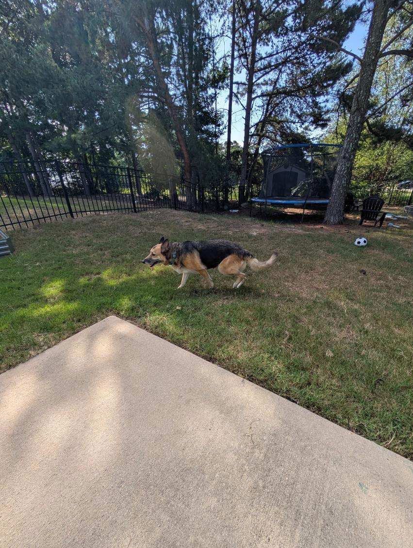 Nina - Adoption Pending - Photo 3