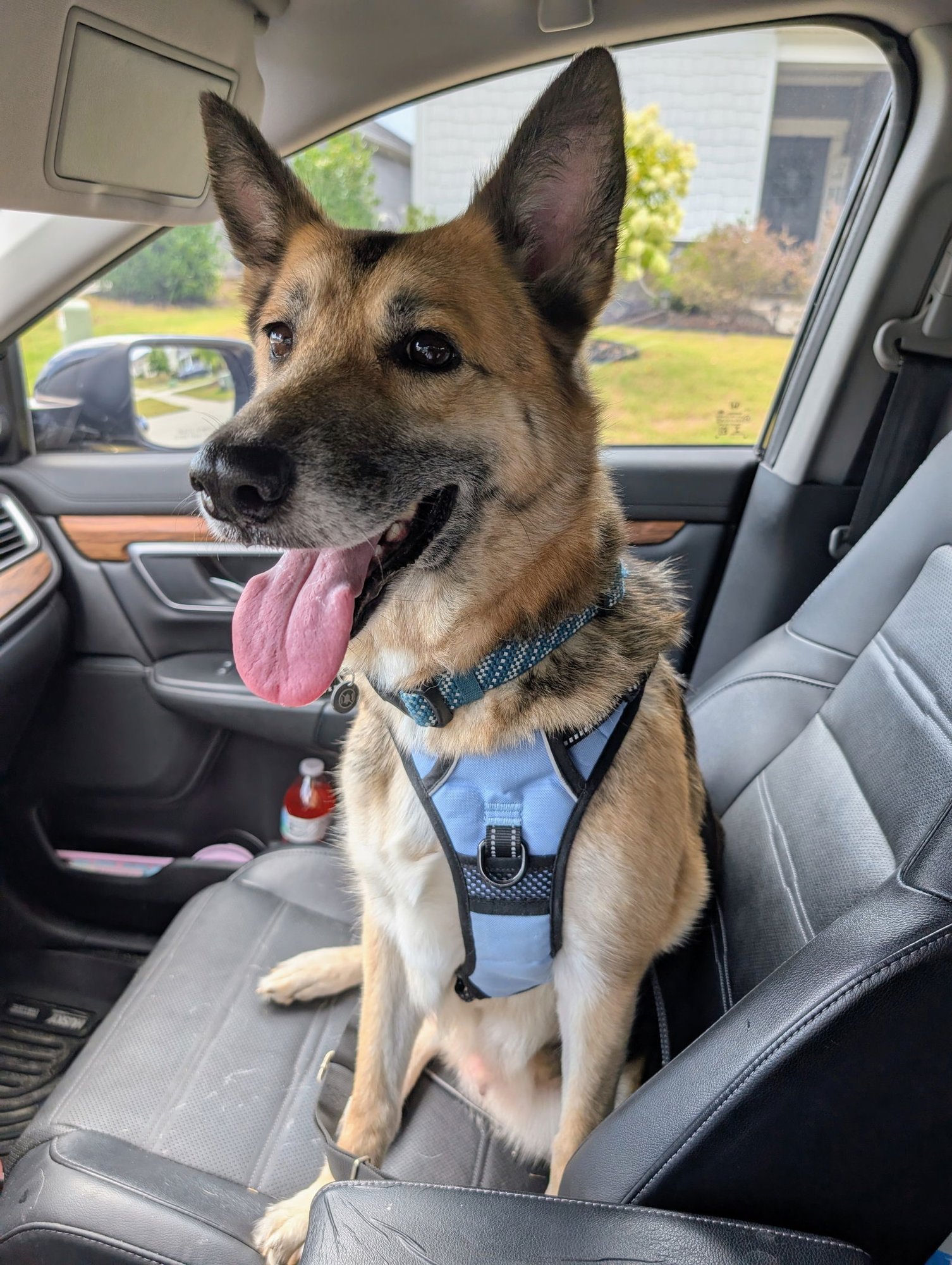 Nina - Adoption Pending - Photo 5