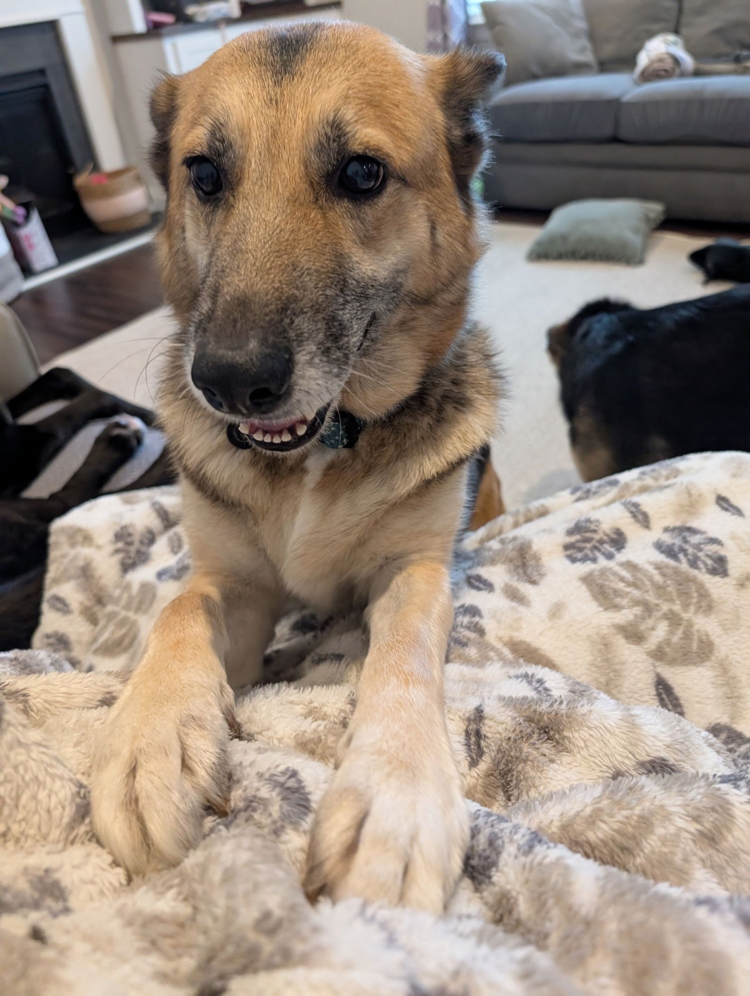 Nina - Adoption Pending - Photo 7