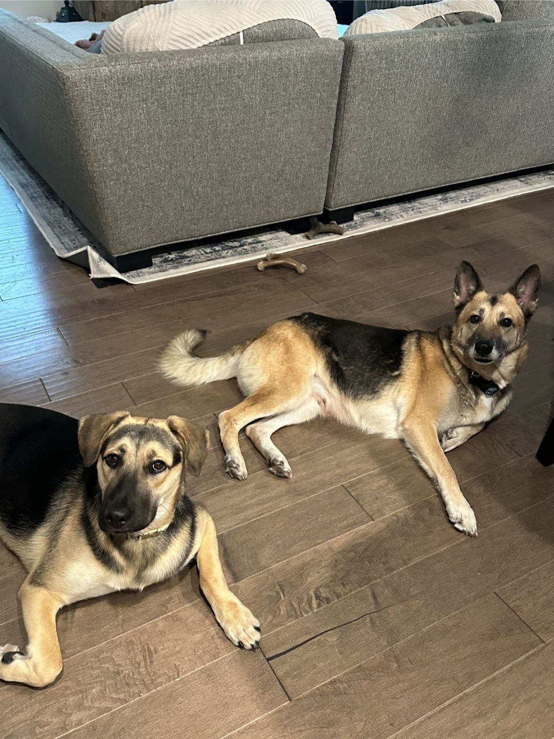 Nina - Adoption Pending - Photo 8