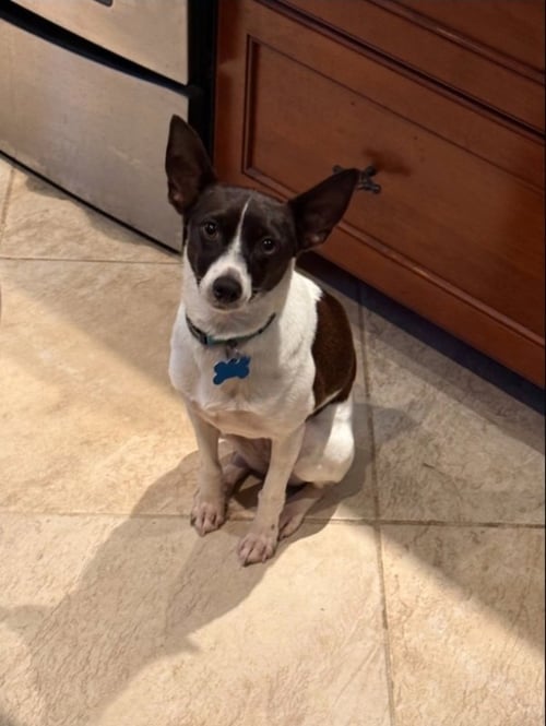 PRECIOUS - Rat Terrier / Jack Russell Terrier available for adoption