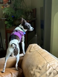 Precious - Photo 4