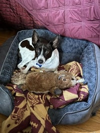 Precious - Photo 8