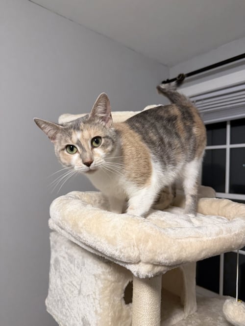 MAMA - Domestic Short Hair for adoption in Manchester