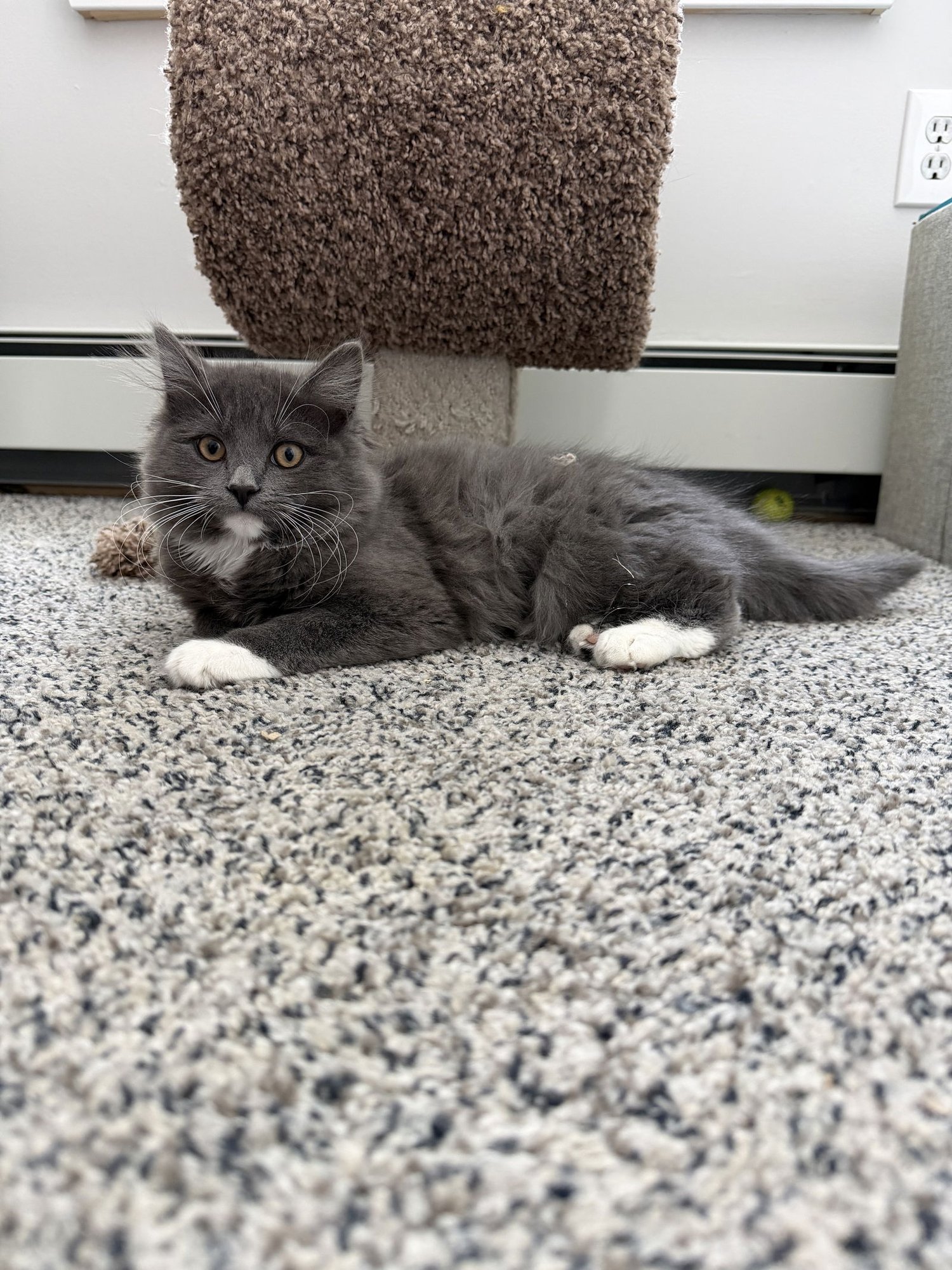 PEARL - Domestic Long Hair available for adoption